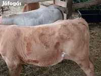 Bulle, Simmental cattle — Foto 3