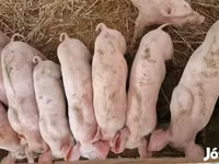 公猪, Pigs — 照片 2