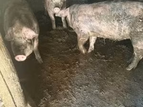 Schweine (Partie, Geschlecht nicht angegeben), Schweine — Ungarn