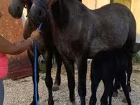 Caballo, Lipizzaner — foto 2