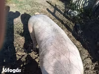 Boar, Pigs — photo 3