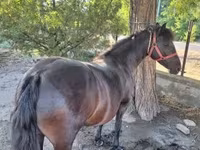 Yegua, Caballos — foto 5