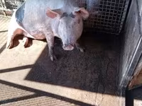 母猪, Pigs — 照片 7