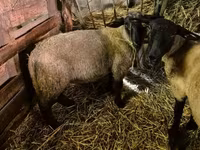 公羊, White Suffolk sheep — 照片 2