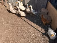 Ducks — photo 3