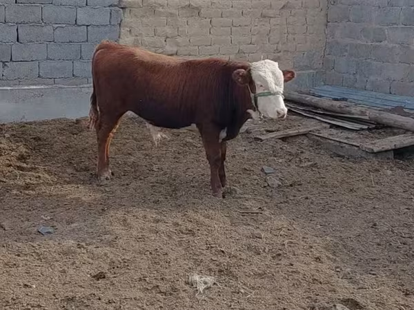 Bull, Hereford