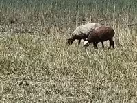 Juh, Romanov sheep — 5. fotó