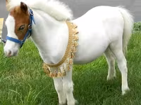 Stute, Miniature horse — Foto 4