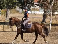 母马, Hungarian horse breed — 照片 4
