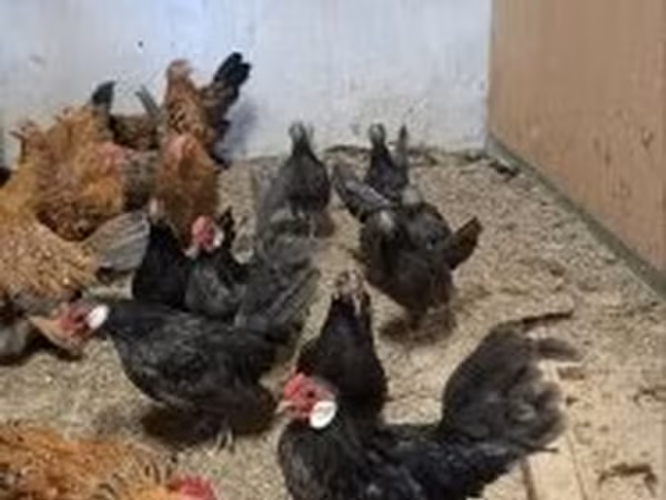 Chickens — Magyarország