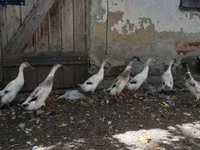 إنديان رانر — الصورة 2