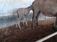 Égua, Cavalos — foto 1