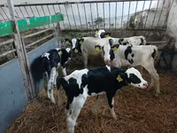 Cattle (batch, sex not specified), Russian Black pied cattle — photo 3
