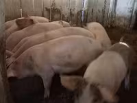 Eber, Schweine — Foto 1