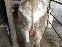 ثور, Swiss cattle — الصورة 8