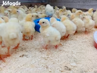 Chickens — फ़ोटो 2