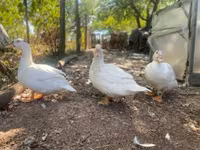 Ducks — foto 4