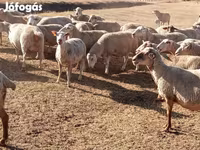 Sheep (batch, sex not specified), Sheep — photo 5