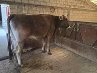 Tehén, Swiss cattle — 8. fotó