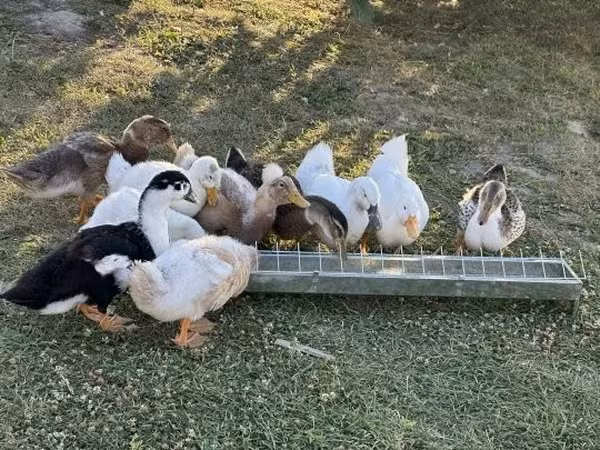 Ducks — Hungary