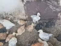 Chickens — photo 4