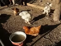 Brahma — foto 3