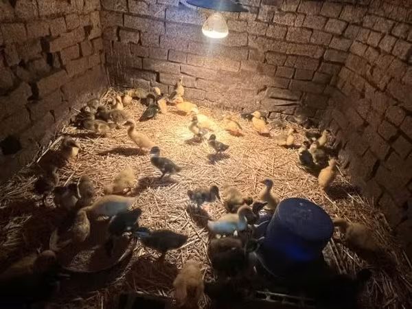 Ducks — هنغاريا
