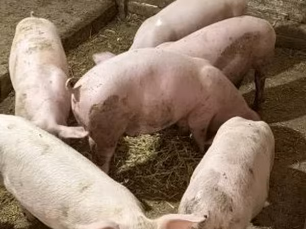 Sow, Крупная белая