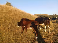 Cattle (batch, sex not specified), Cattle — photo 3
