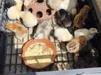 Chickens — photo 3