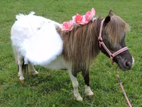 घोड़ी, Miniature horse — फ़ोटो 7