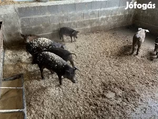 Boar, Мангалица