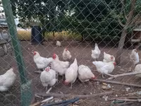 Chickens — foto 2