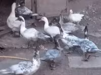Ducks — photo 1