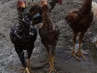 Chickens — الصورة 4