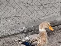 Ducks — foto 1