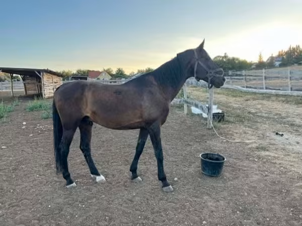 Cheval, Furioso-North Star