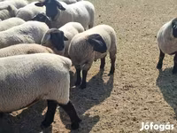 Juh, White Suffolk sheep — 4. fotó