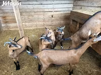 母山羊, Alpine goat — 照片 2