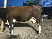 Tehén, Latvian Blue cattle — 2. fotó