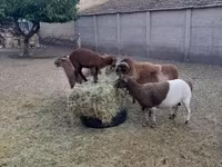 Kos, Cameroon sheep — 6. fotó