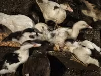 Ducks — photo 4