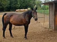 Égua, Nonius horse — foto 1