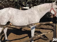 Mare, Lipizzaner — photo 3