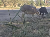 نعجة, Afghan Arabi sheep — الصورة 7