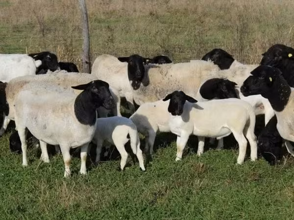 绵羊（批次，未指定性别）, Dorper sheep