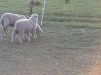 كبش, الأغنام — الصورة 3