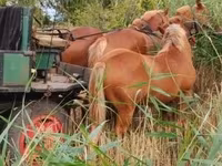 母马, Horses — 照片 3