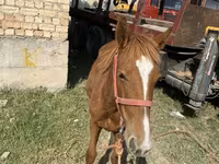 Hing, Chilean horse — 2. fotó