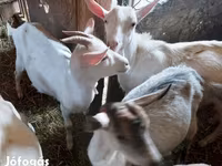 Cabras (lote, sexo no especificado), Cabras — foto 1